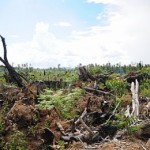 DAMPAK KERUSAKAN HUTAN