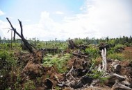 DAMPAK KERUSAKAN HUTAN