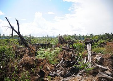 DAMPAK KERUSAKAN HUTAN