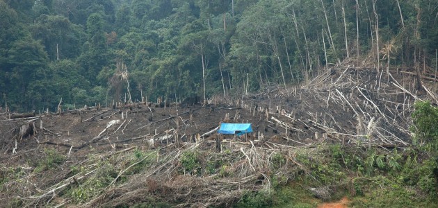 hutan-gundul