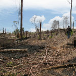 kerusakan-hutan-1