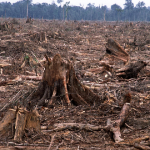 HUTAN RUSAK