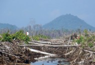 kerusakan hutan