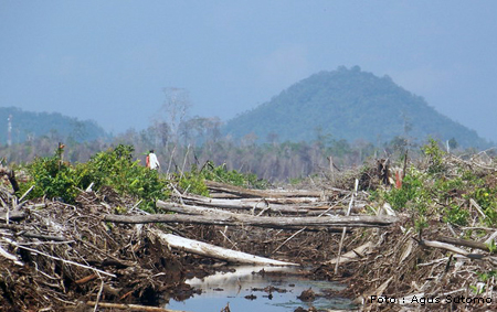 kerusakan hutan